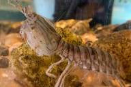 Mantis Shrimp