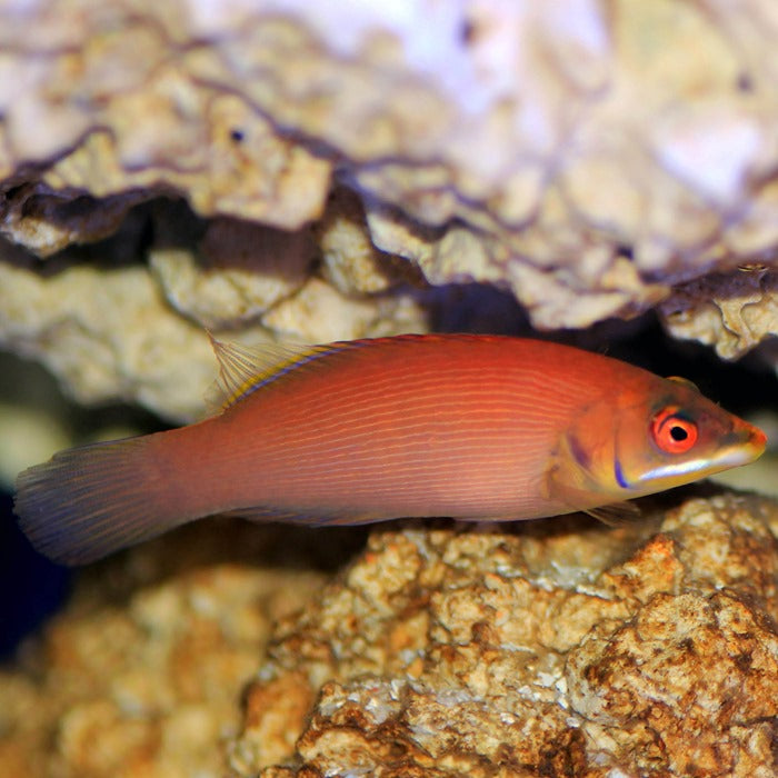 Scarlet wrasse