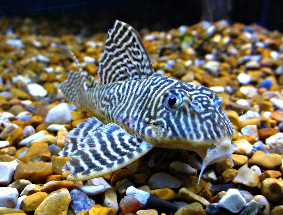 King Tiger Pleco L66