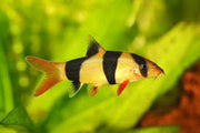 Clown Loach 2inch