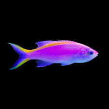 Purple Queen Anthias