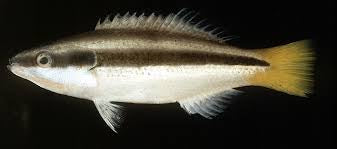 Yellow Tail Cleaner wrasse