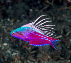 Blue Flasher Wrasse
