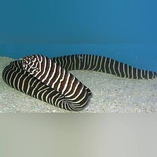 Eel