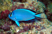 Watanabei Angel