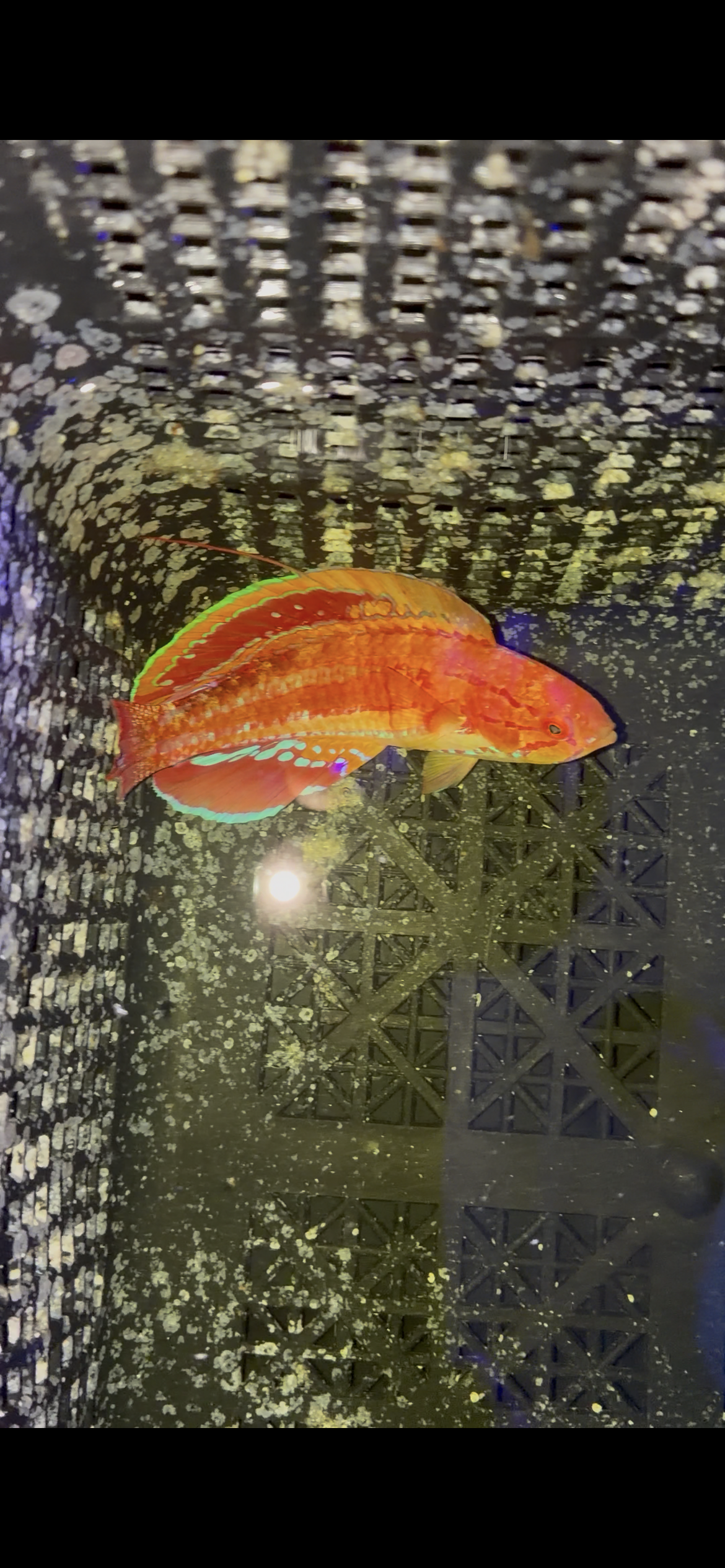 Diamond Tail Flasher wrasse