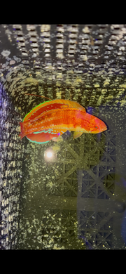 Diamond Tail Flasher wrasse