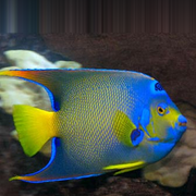 Townsend Angelfish