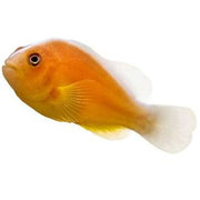 Orange Skunk Clownfish