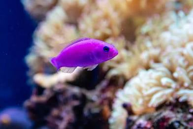Dottyback