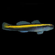 Yellow neon goby