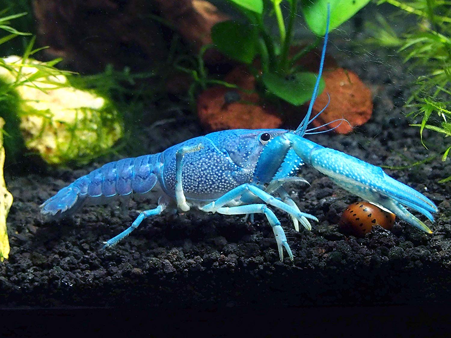 Blue lobster