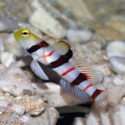 Dracula Goby