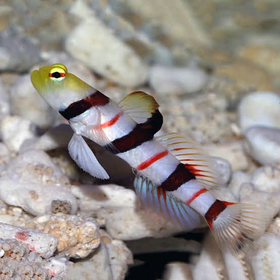 Dracula Goby