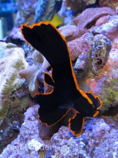 Pinnatus Batfish