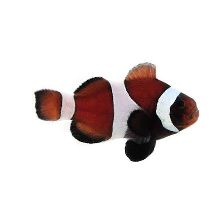 Chocolate Clownfish