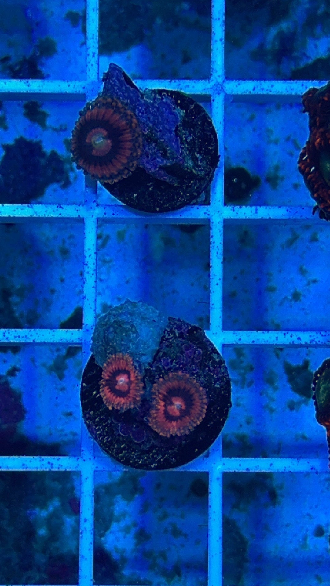 Pink panther zoanthid