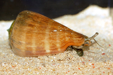 Tiger sand snail