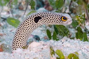 Garden Eel