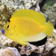 Flagfin Angel Fish