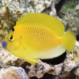 Flagfin Angel Fish