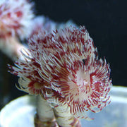 Coco worm