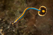 Blue stripe pipefish