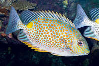Orange Spot Rabbit Fish
