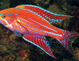 Angulatus flasher wrasse