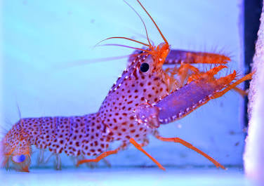 Purple Reef Lobster