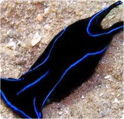 Blue velvet slug