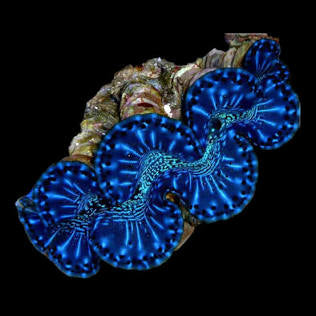 Blue maxima large
