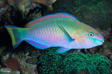 Quoy’s parrotfish