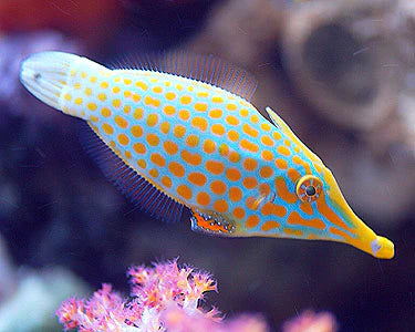 Orange Spot Filefish