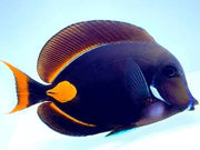 Achilles tang xl