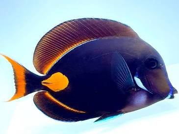 Achilles tang xl