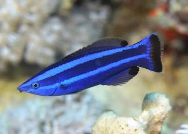 Red Sea Cleaner Wrasse