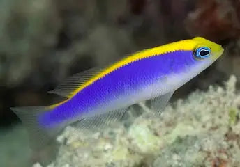 Sunrise dottyback