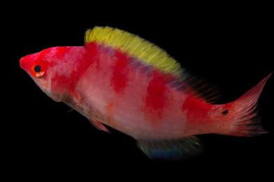 Yellow fin wrasse