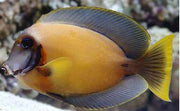 Yellow Mimic Tang