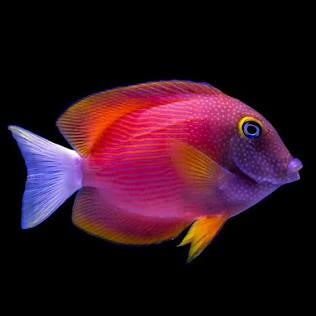 White Tail Tang