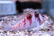 Falco Hawk Fish