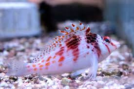 Falco Hawk Fish