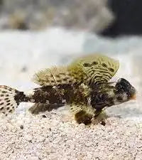 Scooter Blenny