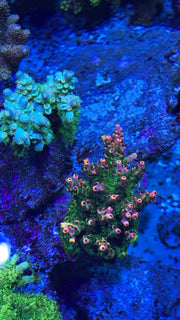 Hydros Rainbow Tips