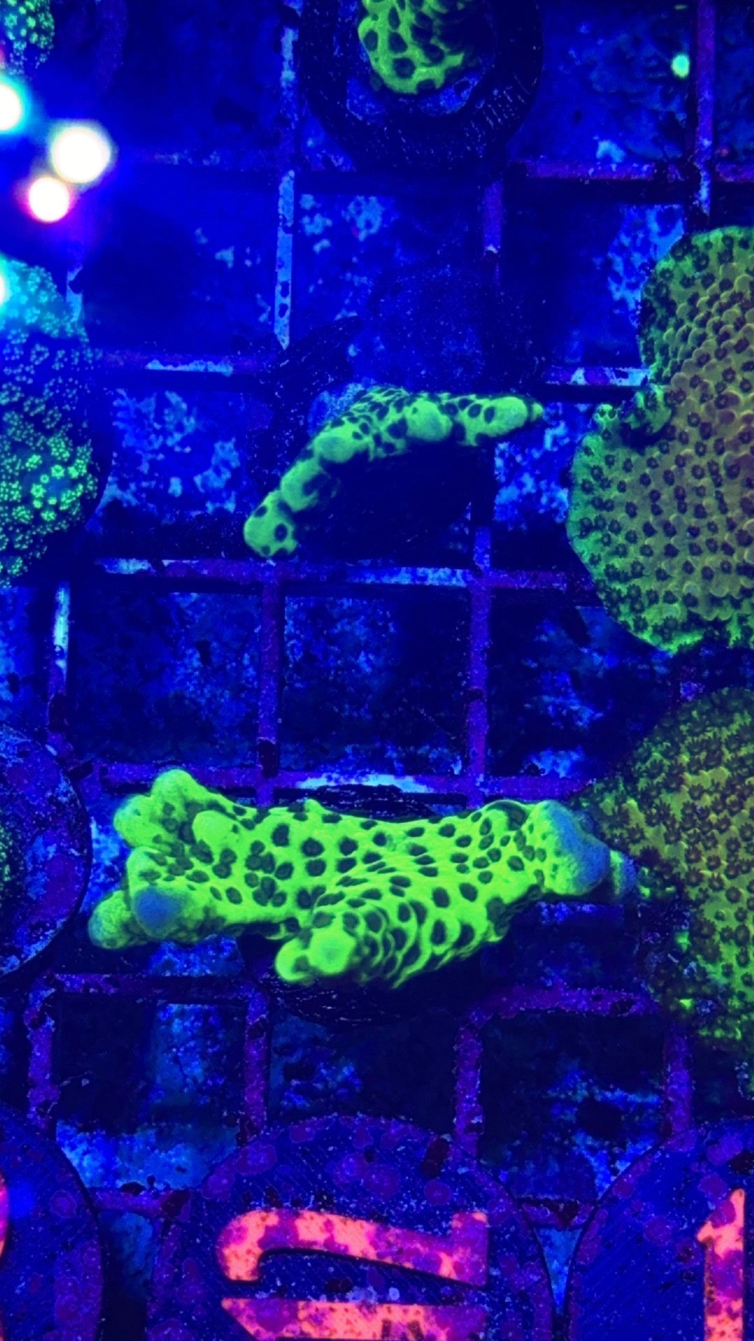 Green Spongodes