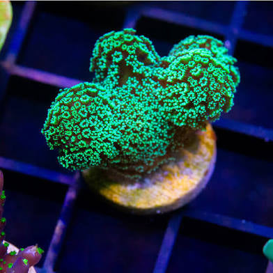 Green Stylo