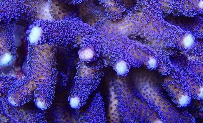 Purple Stylo