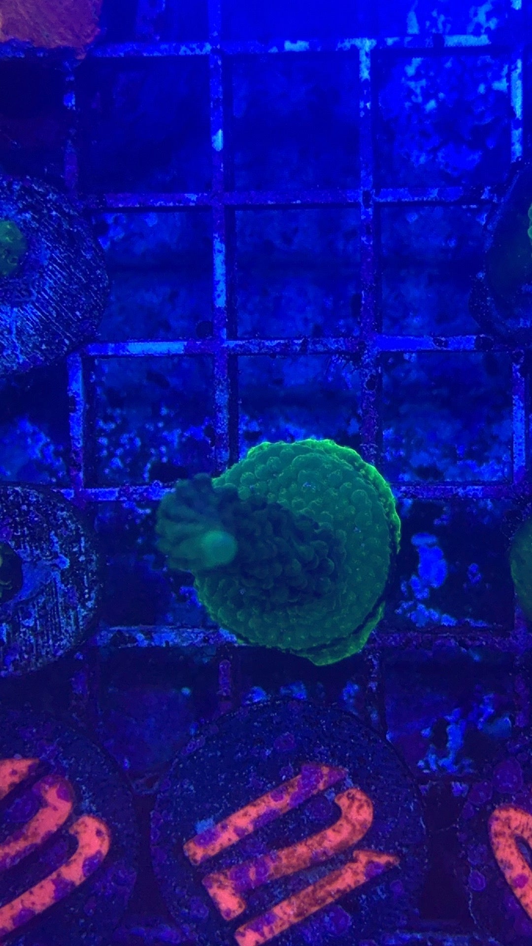Green Acro