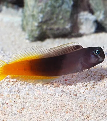 Bicolor Blenny